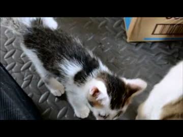 ちゃとらとはちわれ　２０１４三毛一家の日常