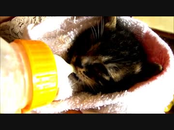 牛柄じゃない猫家族３ ～人妻による授乳ショー～
