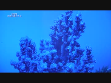 【海水立ち上げ】0から始めるマリンアクアリウム PART2