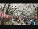 さくらの名所発見：芦野公園