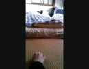 獲物を見つけた猫
