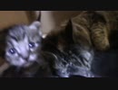 【生後17日】きょうの仔猫B【蒼民家の猫々】