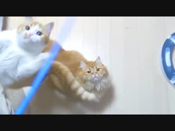 【マンチカンズ】マンチカンのスローモーション