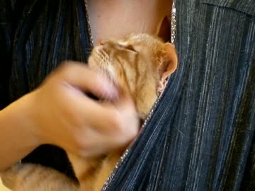 拾いねこ＠生後672/639日　アコツキINじんべー