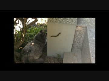 猫とムカデ