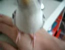 襲いかかるインコたん