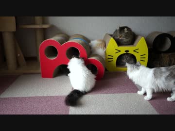 【#204】 爪とぎの奥　【猫万歳】