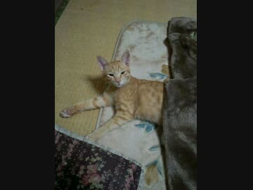 車が川にハマっちまった(その後).mp4