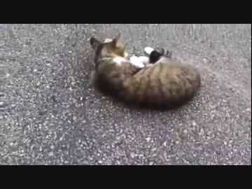 やっぱりニャンコは可愛いね！