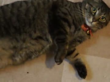 飼い主の足元で誘惑するいやらしいメス毛玉