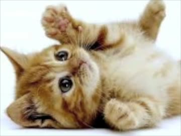 【ニコラップ】とらいち【トラック提供】