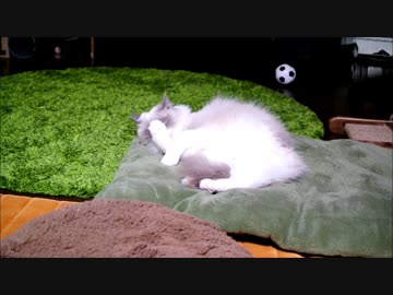 こいつ絶対撮影されてるのわかってるだろ