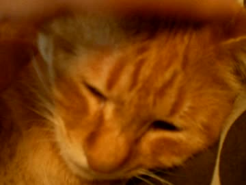 拾いねこ＠生後673/640日　珍しくアコさんが動画中におとなしい