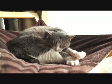 【モアクリ】 ハンモッカーズ3