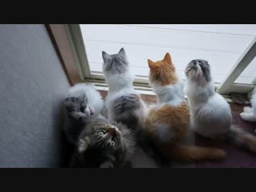 【#206】 夕立と猫　【猫万歳】