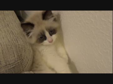 ラグドールのレオ　Vol.22　隙間に挟まるのが好きな猫