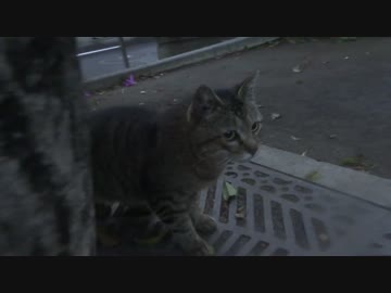 【やや閲覧注意】公園猫の死闘！茶トラ猫3号VS流れキジトラ