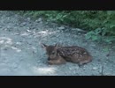 小鹿さんのつぶらな瞳キューン(・´з`・)!.avi