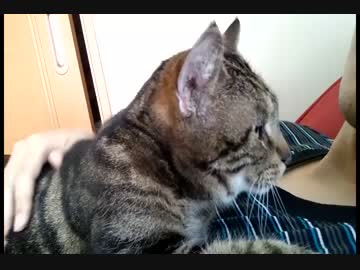 うちのぬこの甘え方がすさまじい件について