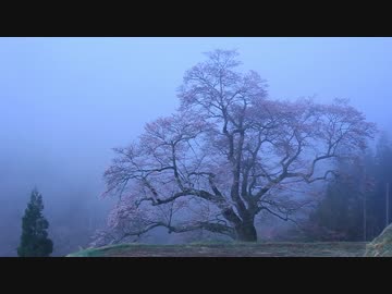 【一本桜】　桜導楽土　【千本桜】