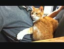 【２号】べったりと抱きつくぬこ【ネコ】