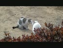 猫　密会