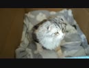 【閲覧注意】 5月8日の長い動画　【猫万歳】
