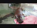 意外と人懐っこいカモノハシの映像