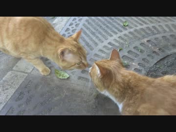 野良猫たちをモフってたら一日が終わった