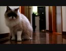 もう何でもきいてあげます