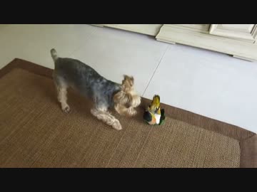 犬とじゃれるズクロシロハラインコ