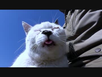 河原の個性豊かな面々+α【魚くれくれ野良猫】