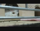 すやすやモルモット