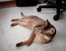ストーブの前でまどろみ