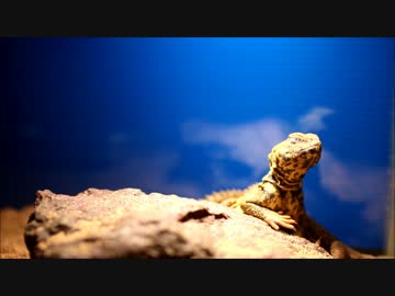 とげお