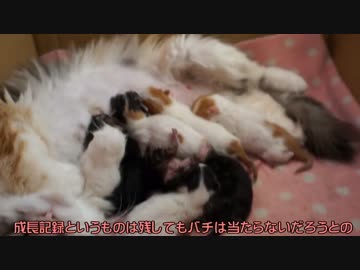 【#207】 生後四日目　【猫万歳】