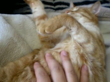 拾いねこ＠生後676/643日　アコ「野生　▽捨てる」