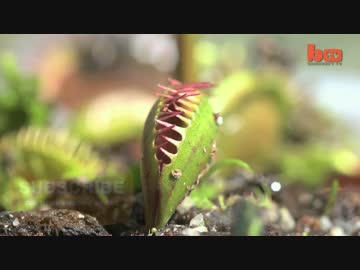貴重？食虫植物の補食シーン