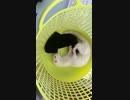 靴下がやめられない
