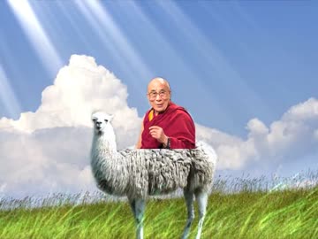 タライvsラマ.mp4