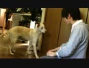 【検証】あくびは人以外の動物に移るのか⁉︎【アニマル動画】