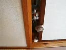 入りたい仔猫1