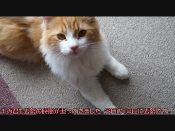 【#208】 ころんころん　【猫万歳】