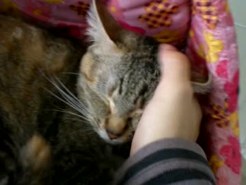 拾いねこ＠生後678/645日　親知らず抜かれてきました(´･ω･`)