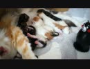 【#209】 うごめく三分間　【猫万歳】