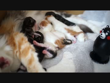 【#209】 うごめく三分間　【猫万歳】