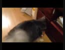 MOV_9258.3gp