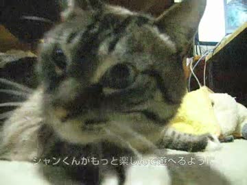 ジャンくんの家猫生活２年５ヶ月　ここからが楽しみ！