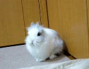 毛づくろいをするうさぎ