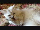 もふもふぬこさん